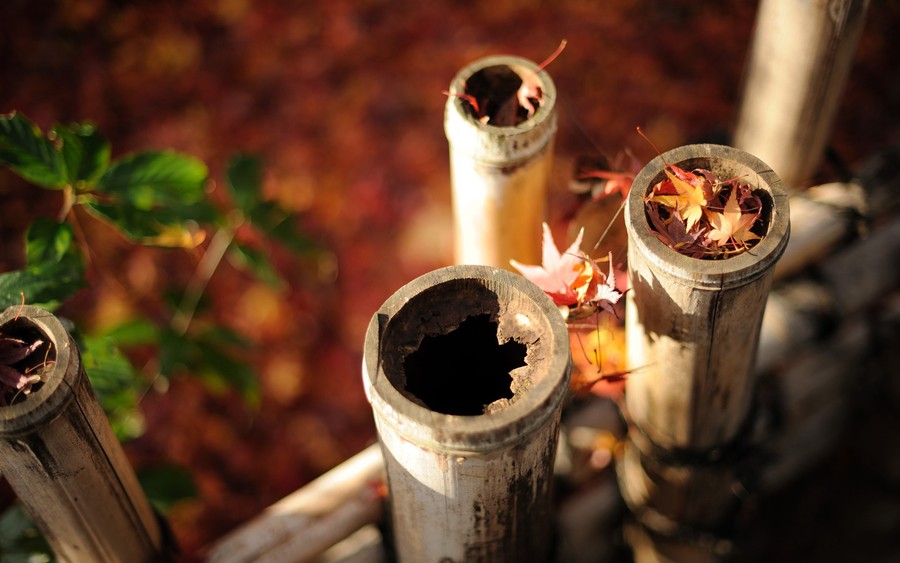 Autumn's Rustic Harmony: Weathered Pipes Amidst Fallen Foliage