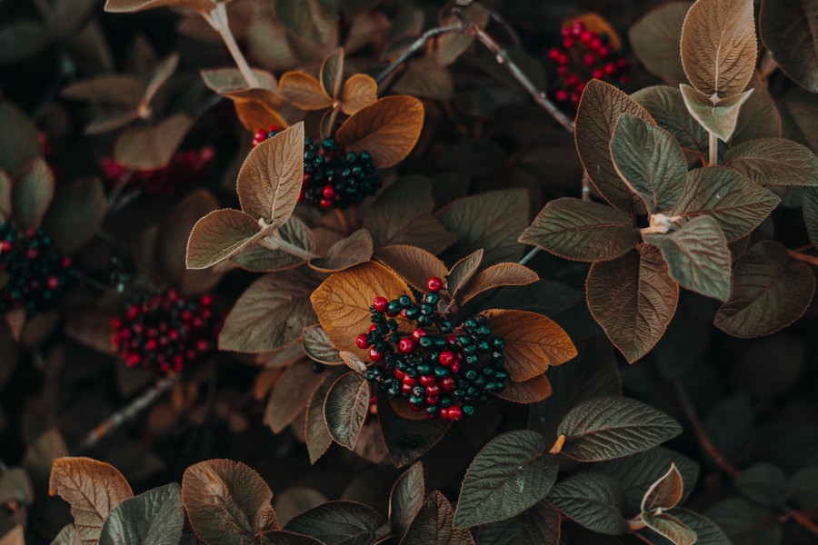 Autumnal Berry Cluster: Muted Elegance in Nature’s Quiet Corners