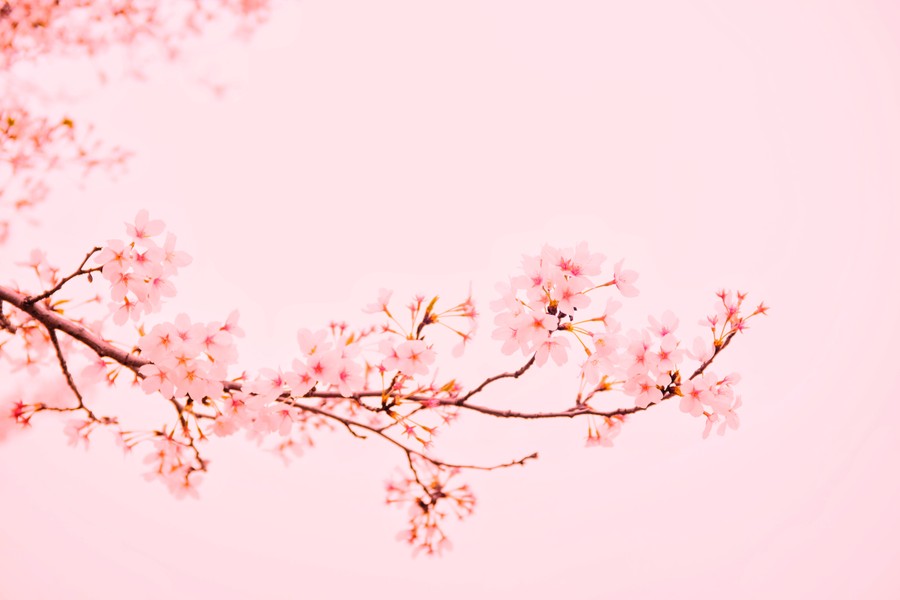 Blossoming Spring