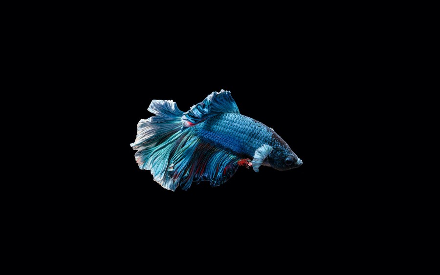Elegant Blue Betta Fish in Black