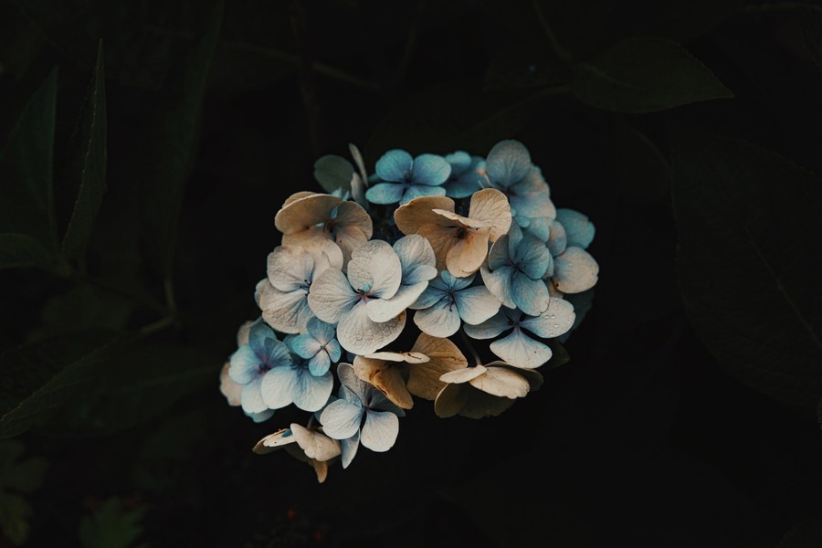 Celestial Hydrangeae: A Symphony of Blue and White Petals