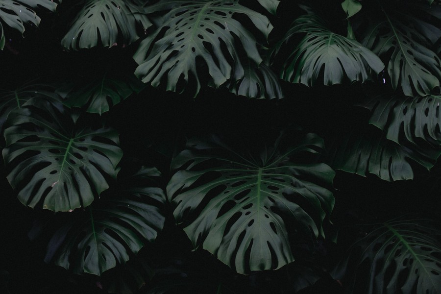 Dark Elegance: Monstera Leaf Close-Up
