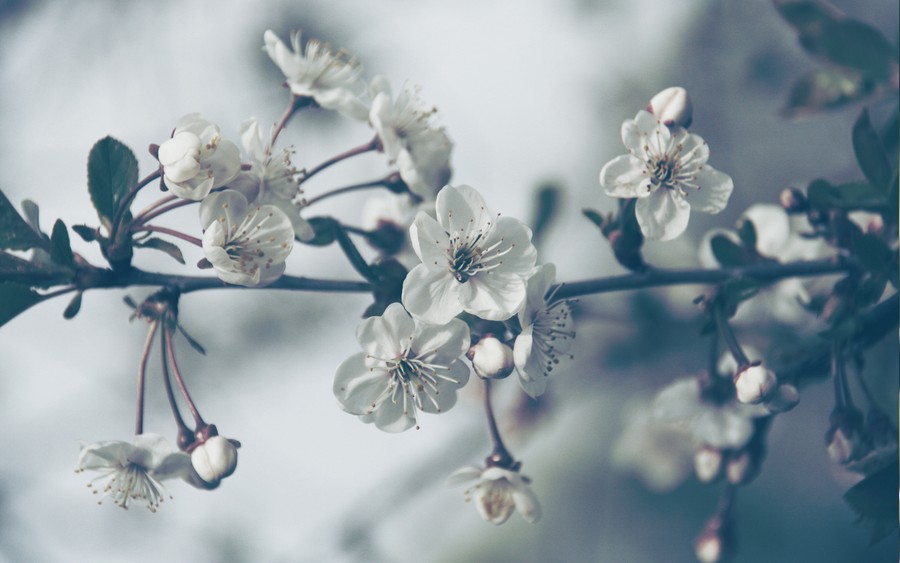 Delicate Blossoms in Soft Focus