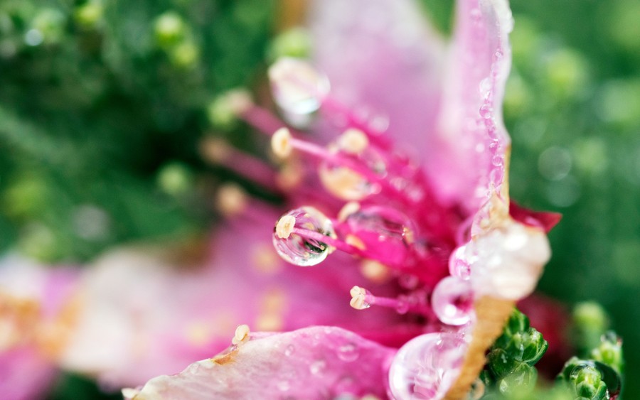 Dewdrop Bloom