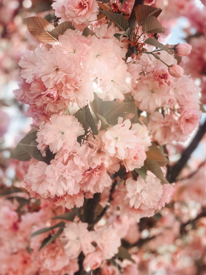 Dreamy Cherry Blossom Wallpapers