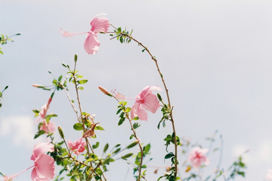 Elegant Pink Hibiscus in Natural Light
