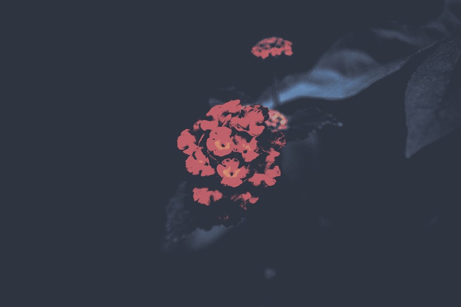 Elegant Red Bloom: A Study in Minimalist Contrast