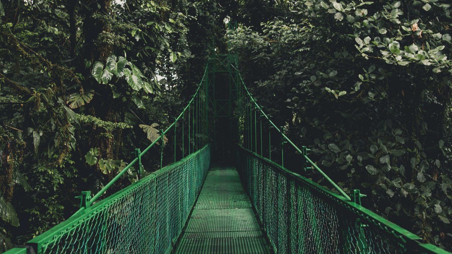 Emerald Whispers: A Leafy Canopy Archway