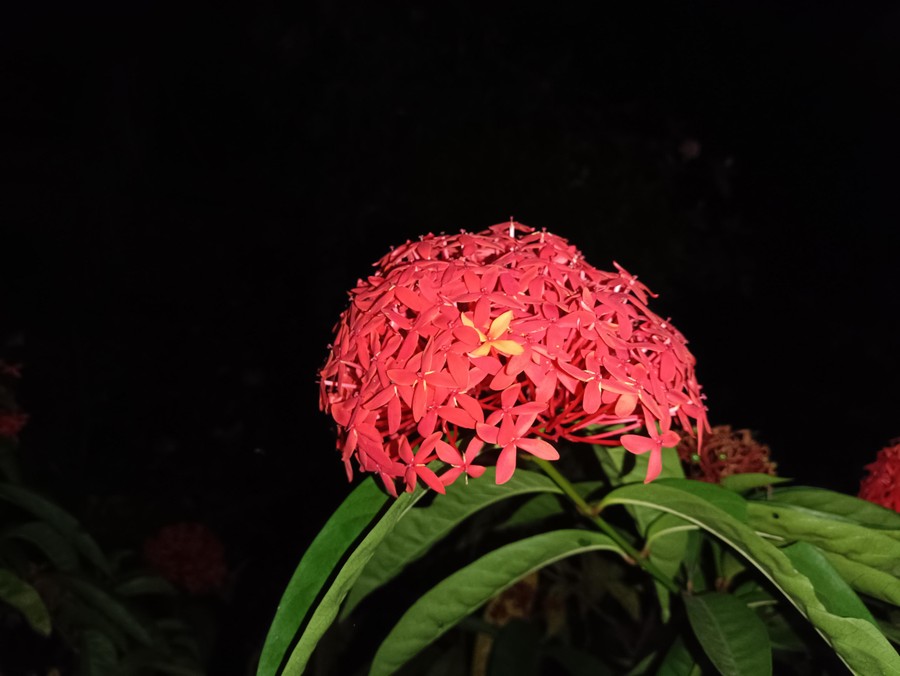 Enchanted Crimson Bloom: Aesthetic Nighttime Floral Masterpiece