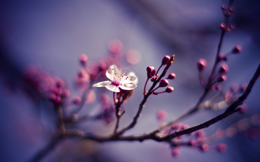 Ethereal Blossom Dreamscape
