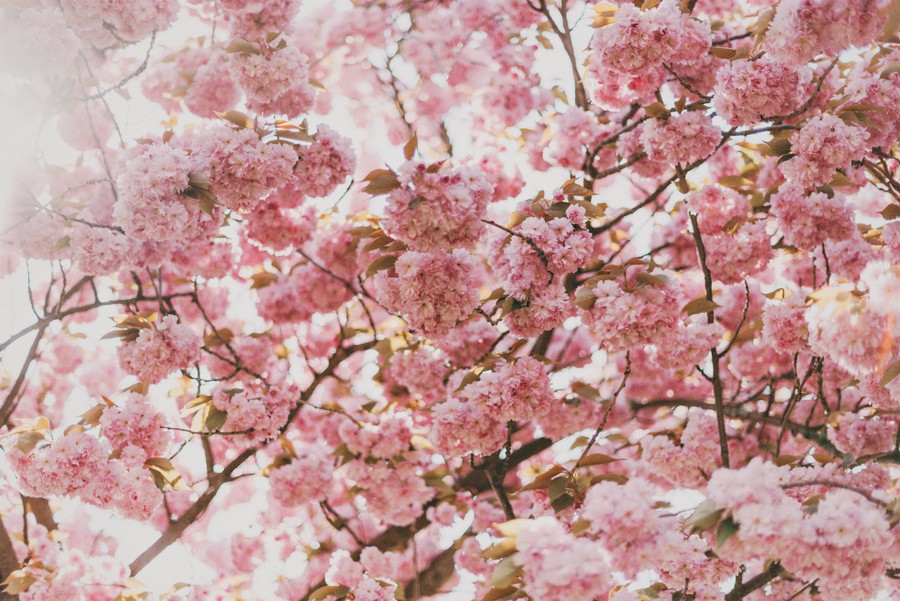 Ethereal Blossoms: Spring's Delicate Symphony
