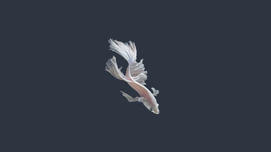 Ethereal Dance of the Ghostly Betta