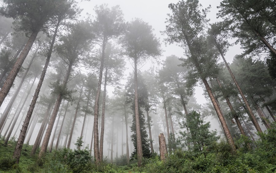Ethereal Misty Forest: Towering Pines Enveloped in Serene Fog