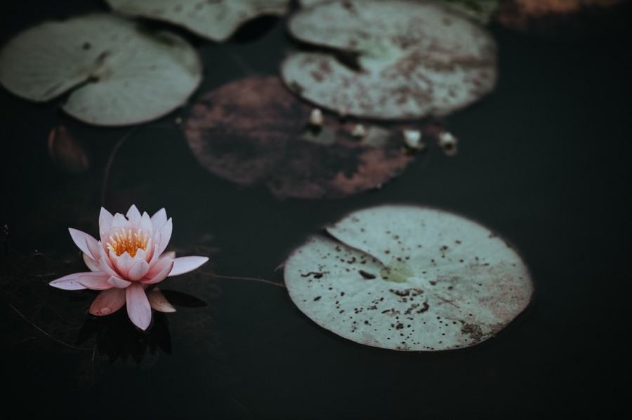Enchanted Pink Water Lily: Ethereal Beauty in Darkness