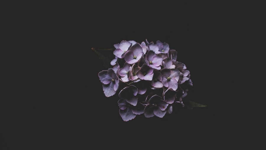Ethereal Purple Bloom: A Study in Contrast