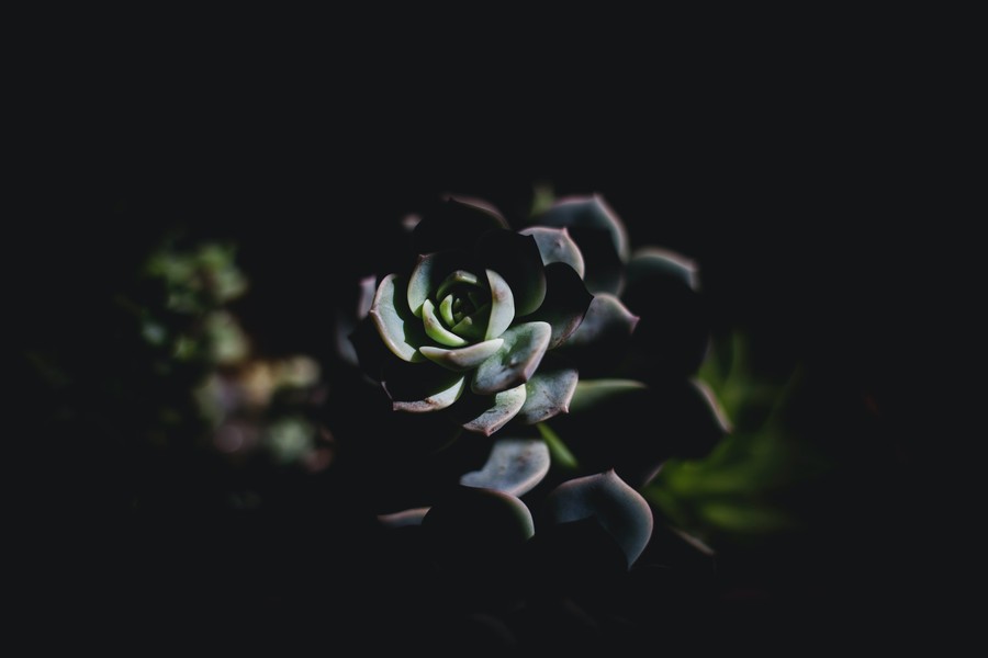 Ethereal Succulent Aesthetic