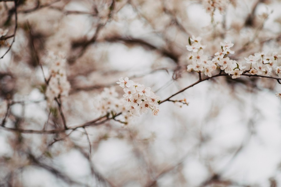 Whispers of Spring: Ethereal White Blossoms