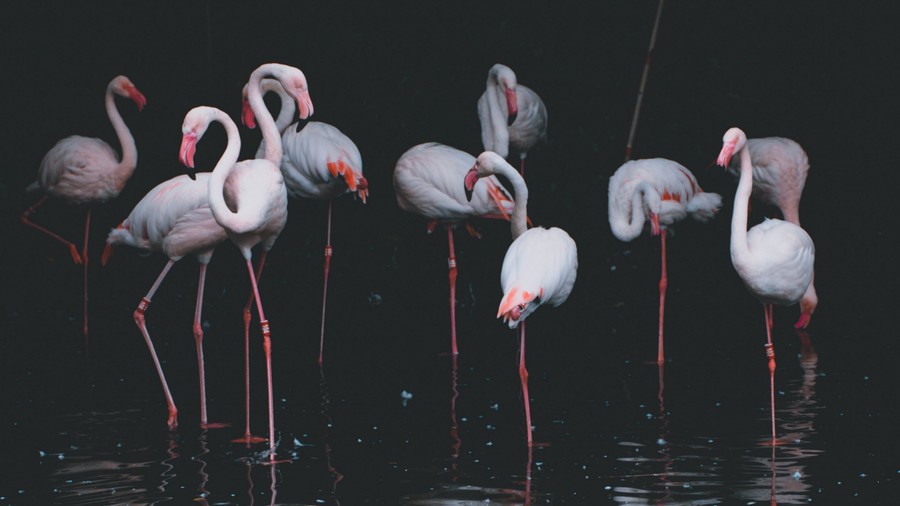 Flamingo Gathering