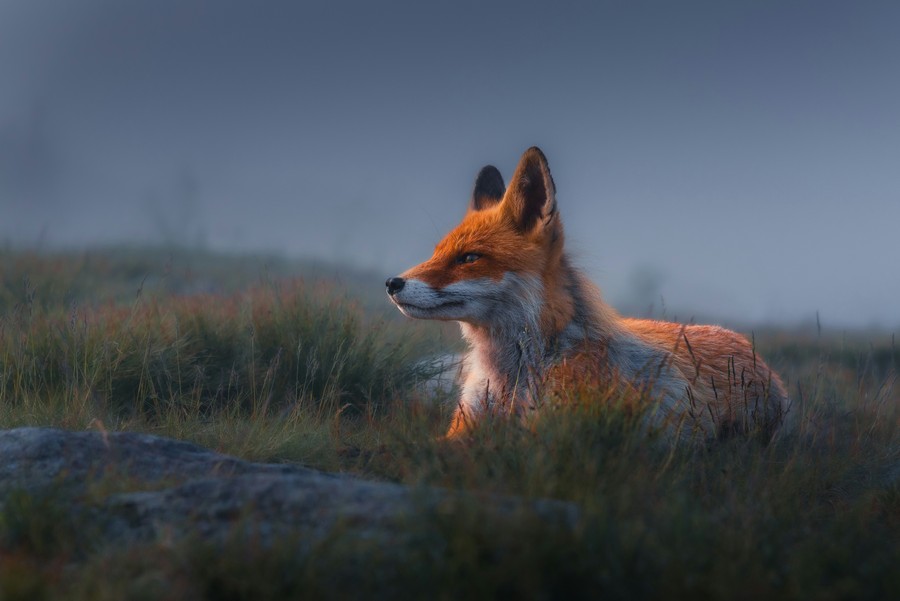 Fox in the Mist