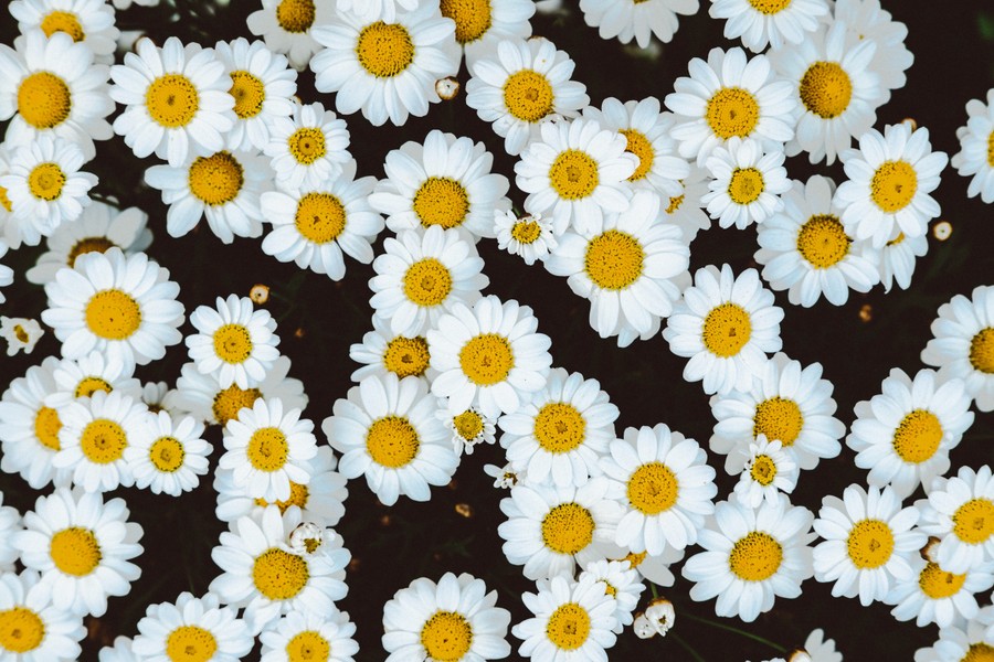 Garden of Joy: Daisy Wallpaper Elegance