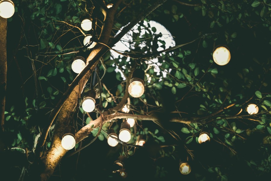 Glowing Nights: Twinkling Lights Among Verdant Foliage