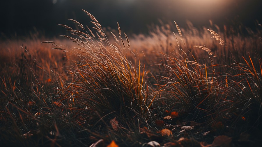 Golden Hour Whispers in an Autumn Field