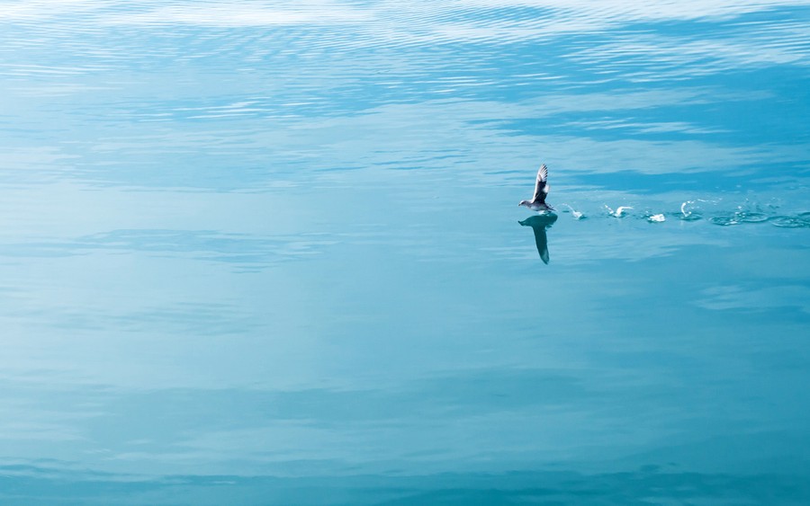 Graceful Solitude: A Bird's Reflection on Twilight Waters