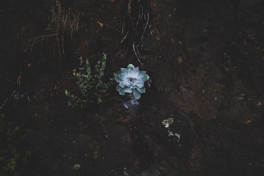 Lunar Verdant Echoes: A Solitary Rosette Illuminates the Twilight Soil