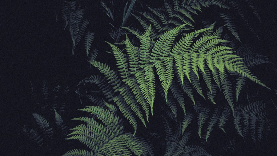 Lush Ferns in the Dark