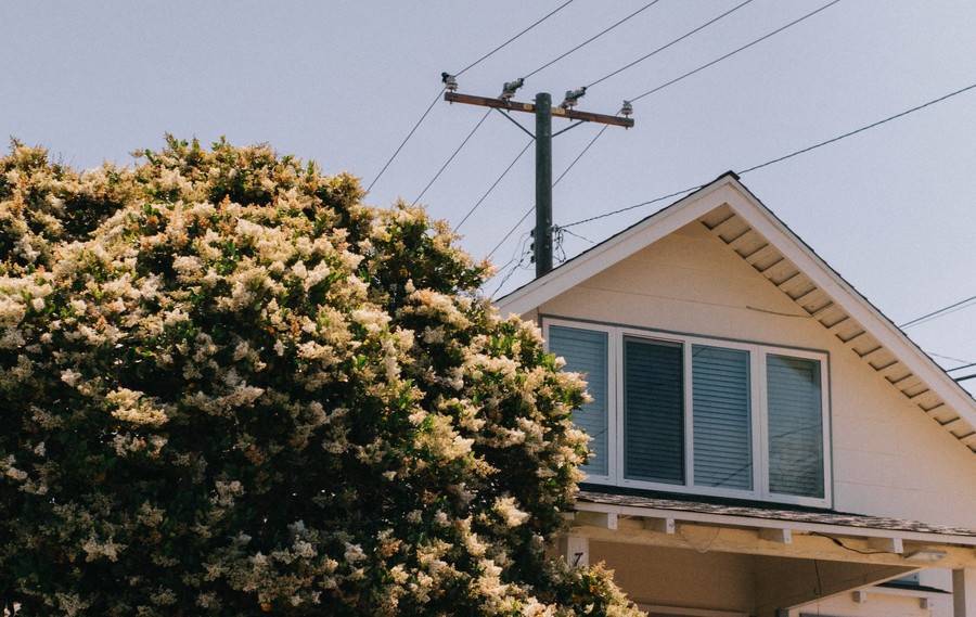 Lush White Blooms Embrace a Tranquil Home