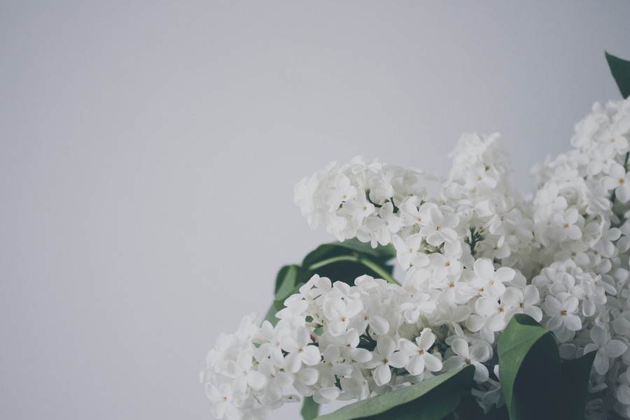 Minimalist White Florals