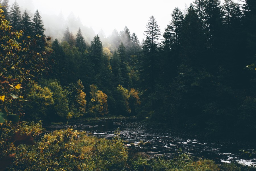 Misty Forest River at Autumn's Embrace: A Serene Symphony of Nature