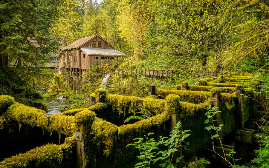 Secluded Serenity: A Moss-Covered Cabin Amidst a Misty Forest