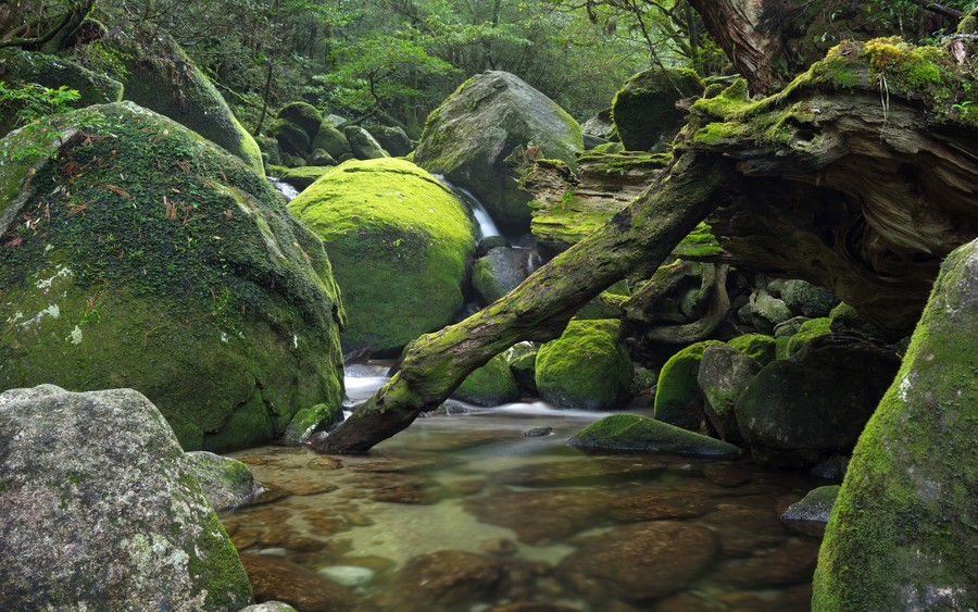 Moss-Kissed Tranquility: A Hidden Forest Oasis