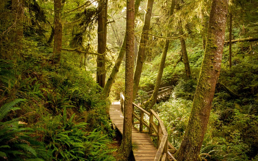 Mossy Whisper: Serenity Amongst the Canopy