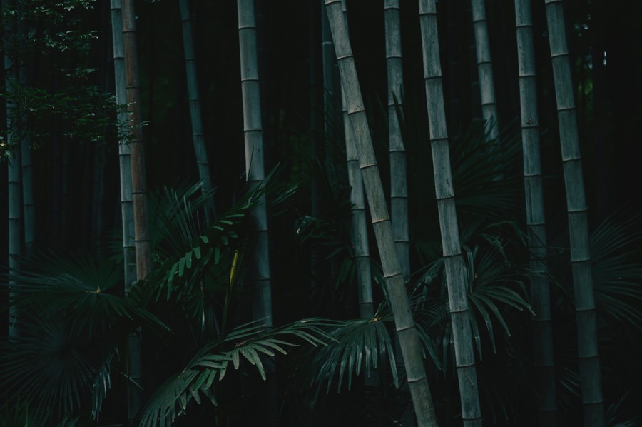 Mysterious Bamboo Grove