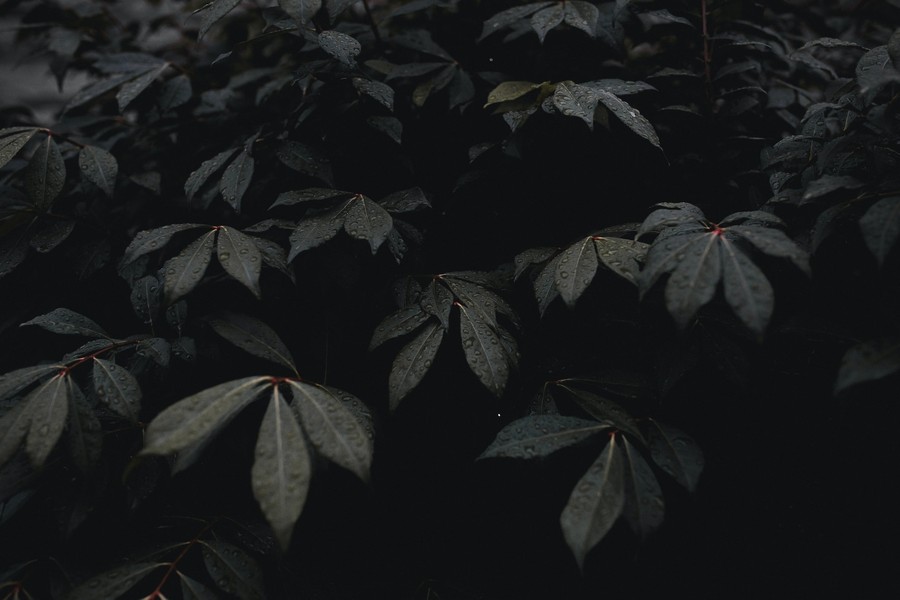 Mysterious Dark Leaves with Morning Dew