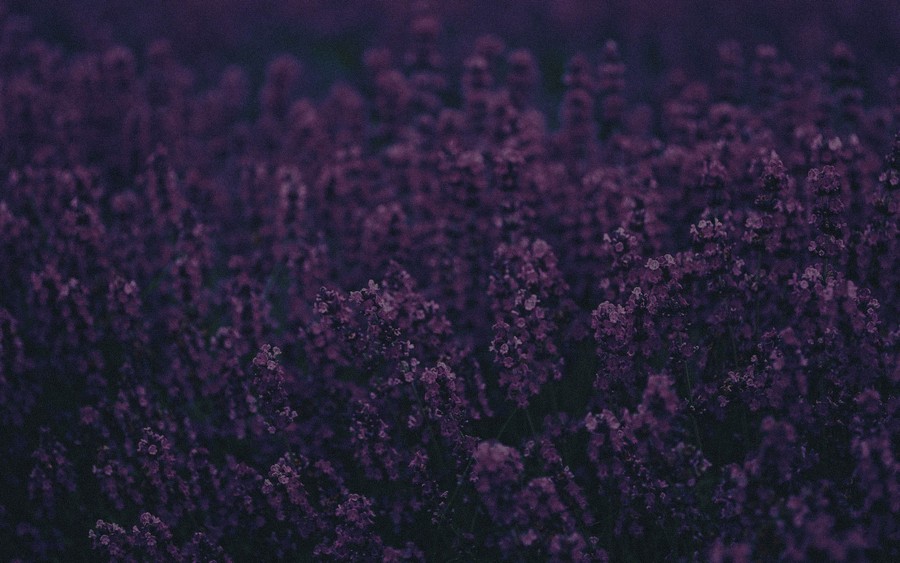 Mysterious Lavender Twilight: A Field of Purple Elegance