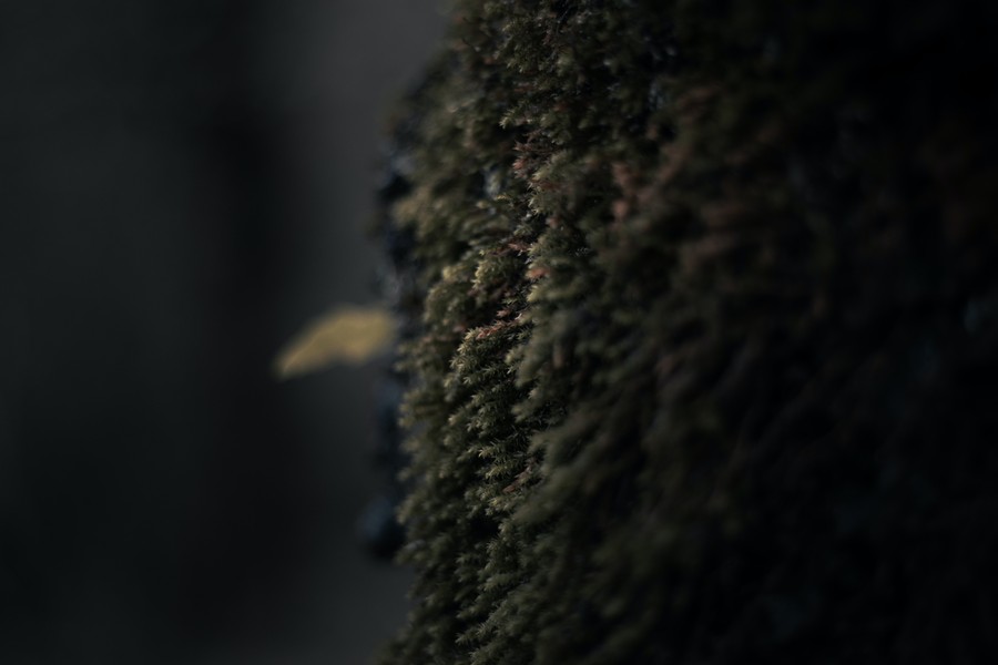 Mysterious Mossy Texture in the Night