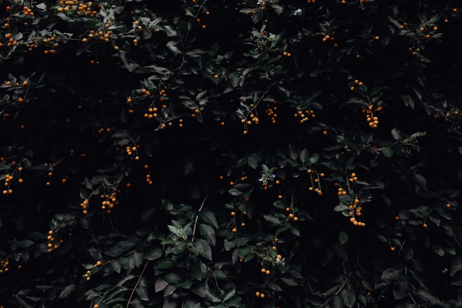 Mysterious Nighttime Berry Bush