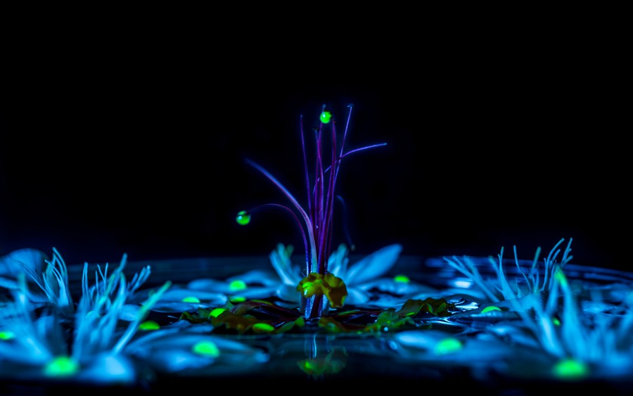 Ethereal Glow: Neon Bloom Beneath the Abyss