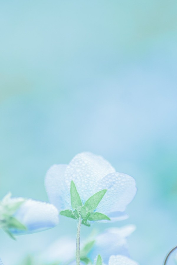 Pastel Dreams: Tranquil White Blooms on Aquamarine Bliss
