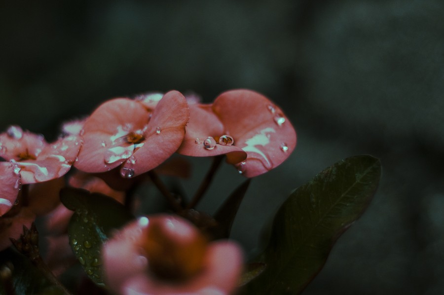 Glistening Pink Blossoms in the Early Morning