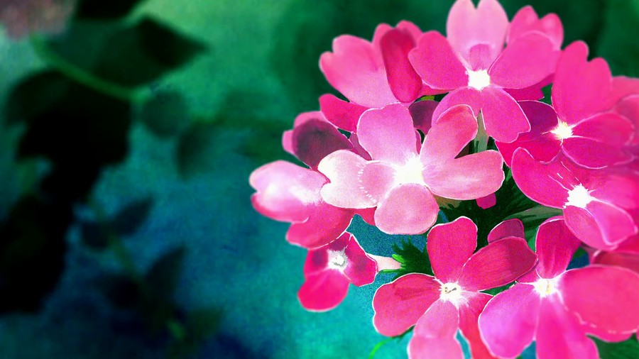 Radiant Pink Bloom: A Floral Symphony of Color and Light