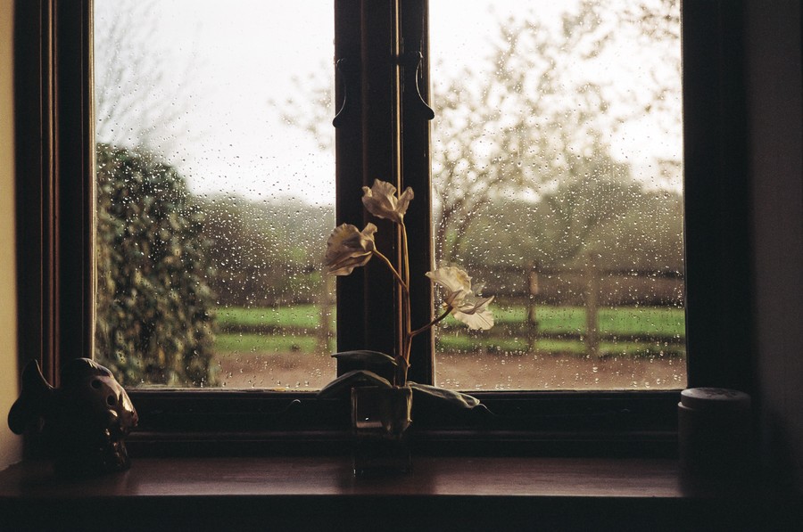 Rain-Kissed Reflections, Elegant Orchid: A Tranquil Window Scene