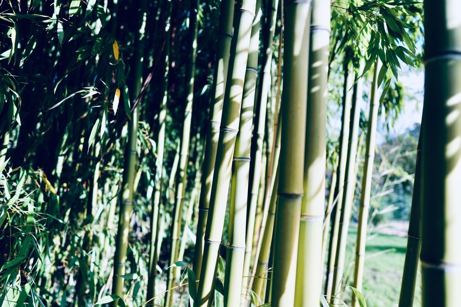 Serene Bamboo Grove: Sunlit Tranquility in Nature’s Embrace