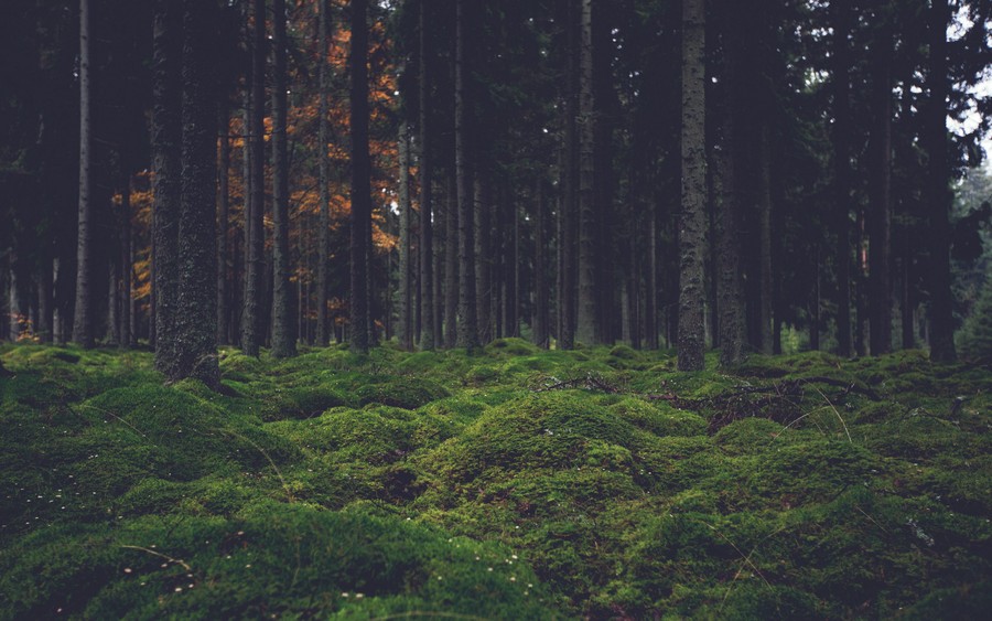 Serene Forest Floor with Moss-Covered Ground