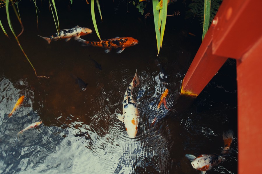 Serene Koi Pond with Vibrant Fish