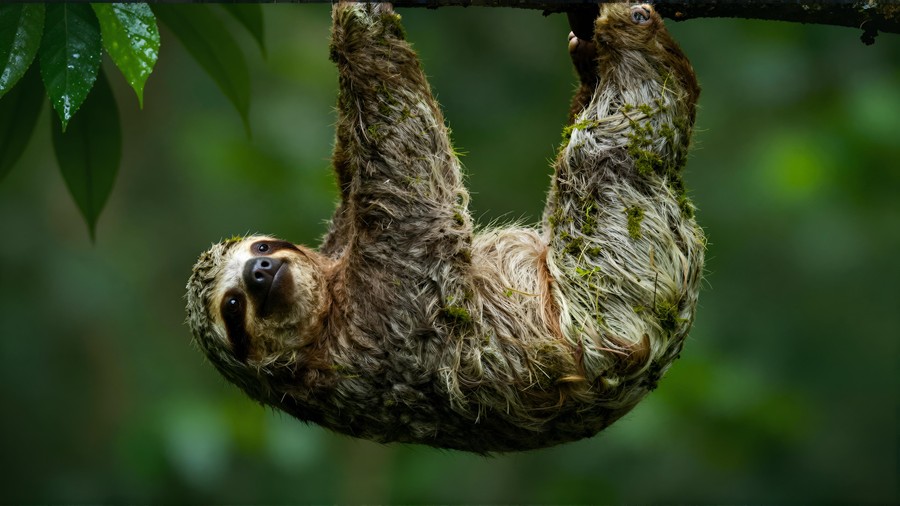 Serene Sloth Amidst Verdant Canopy