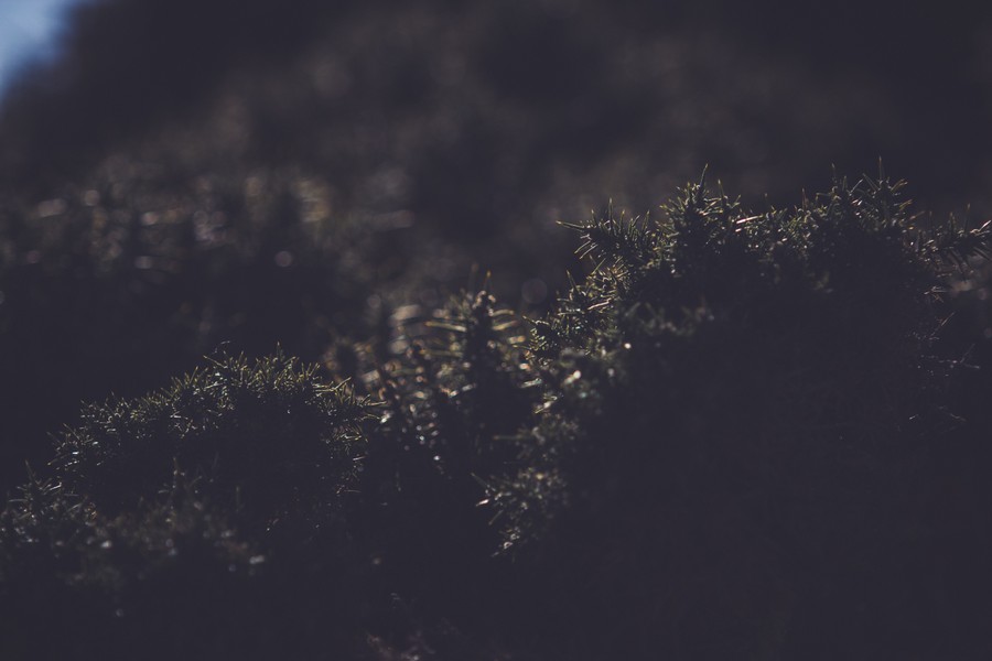 Shadows of the Untamed Wilderness